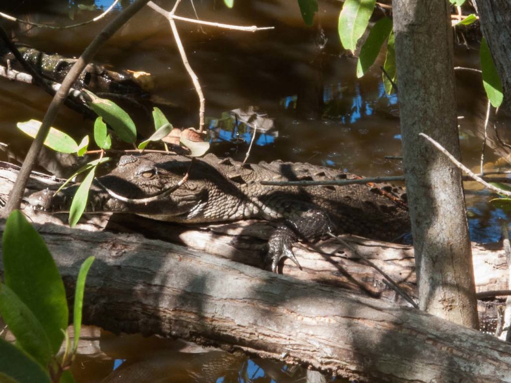 Camouflage Crocodile 