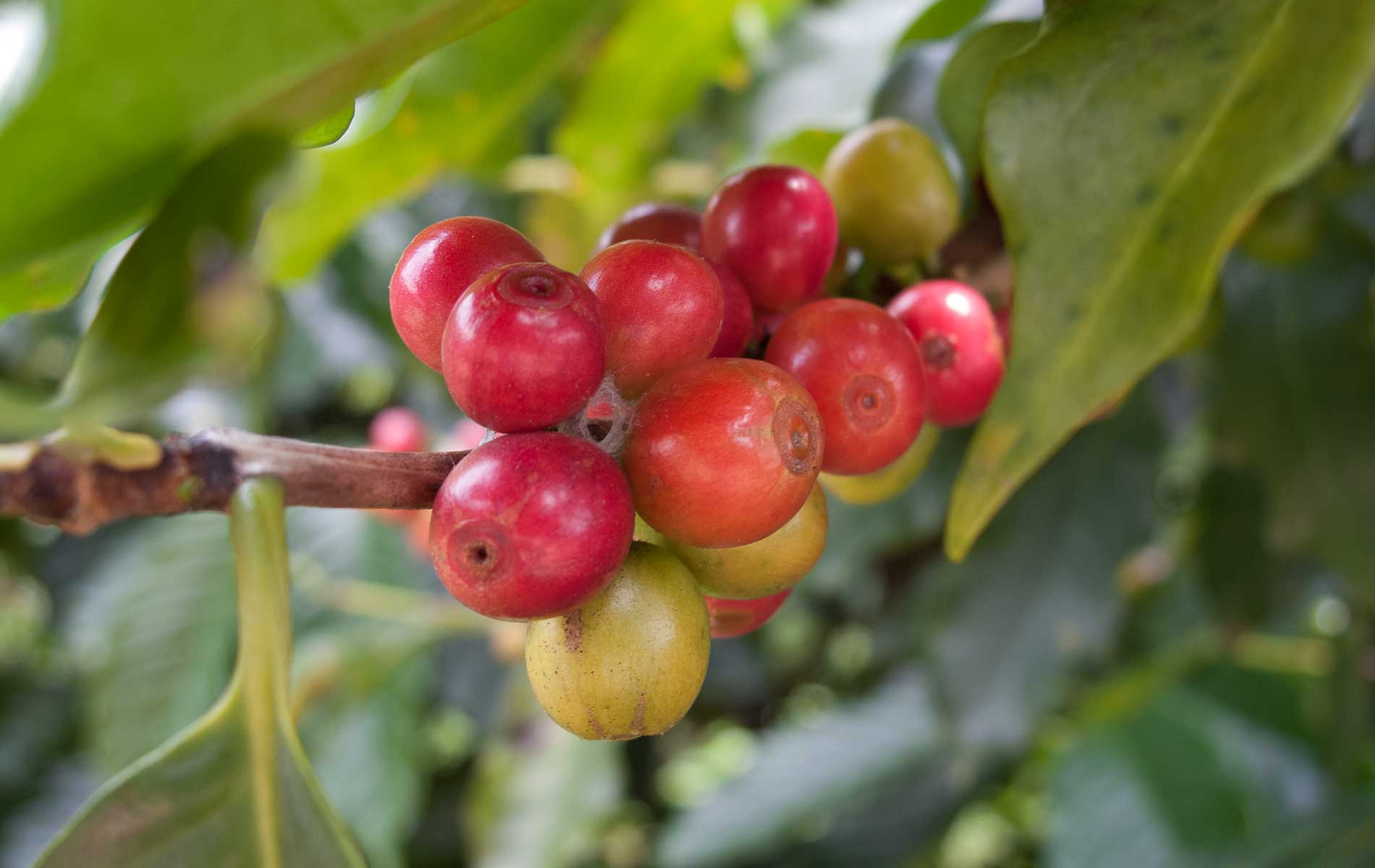 Coffee Beans