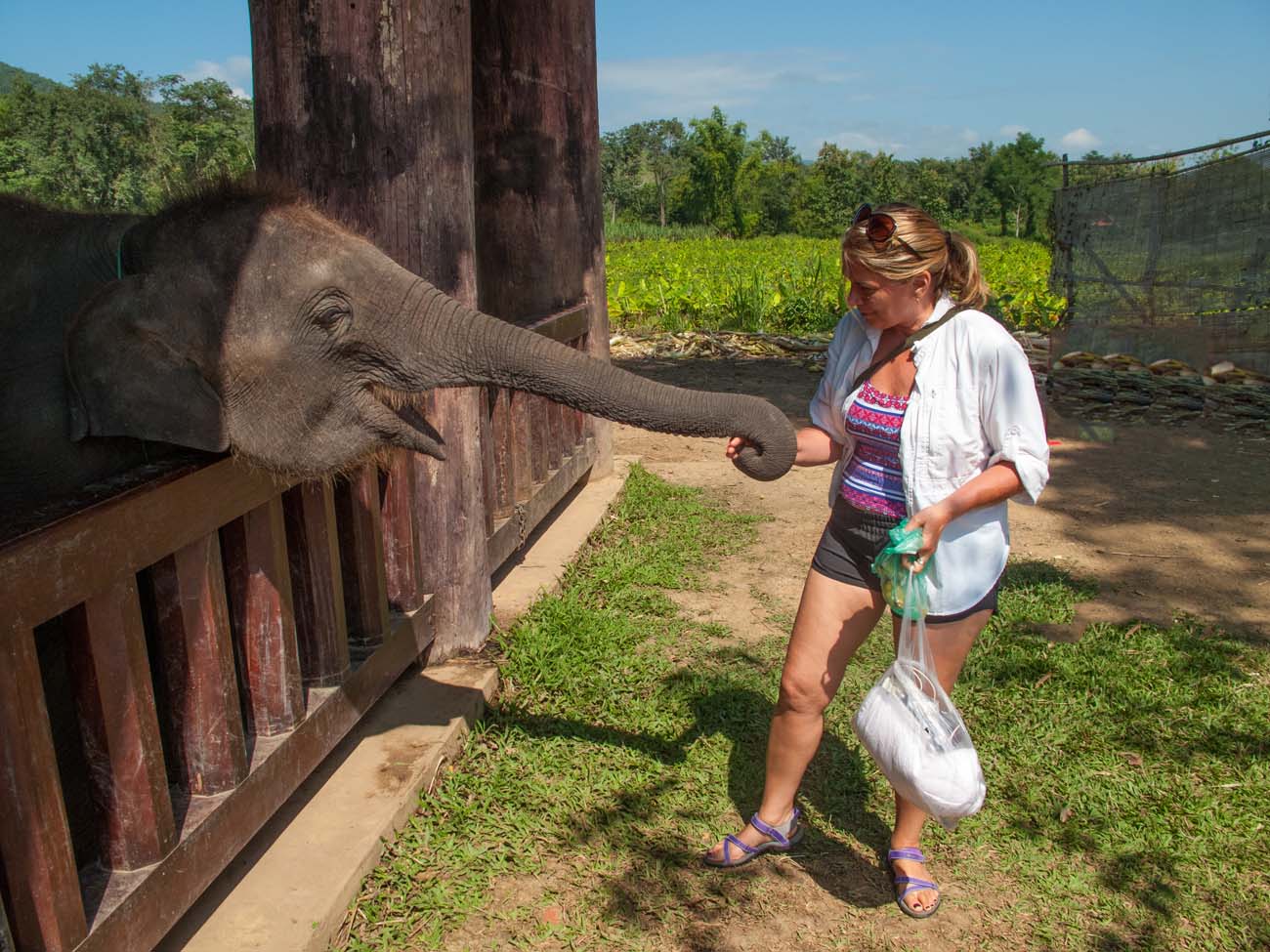 Grabby little fellow, feed Elephant