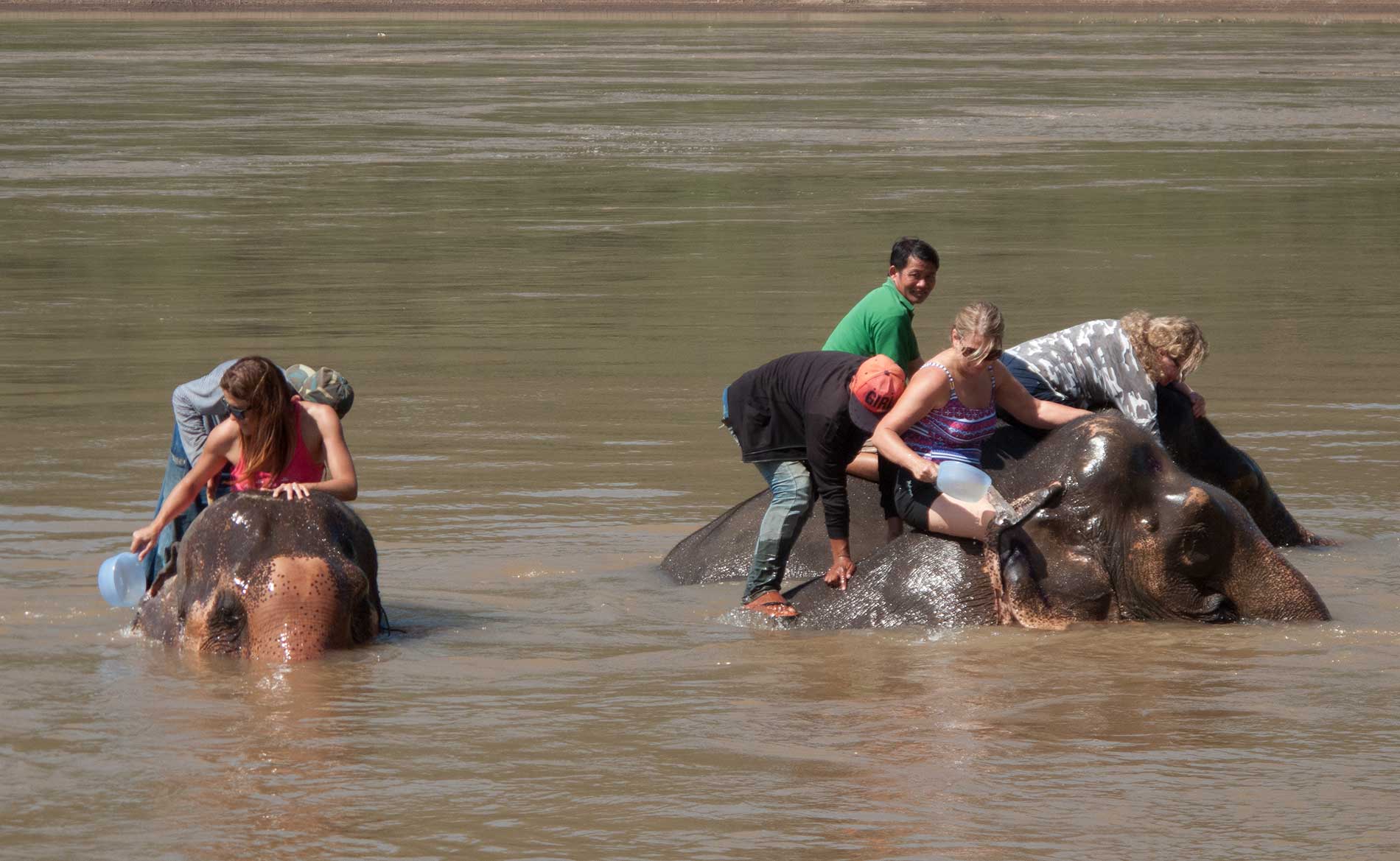 Washing the elephants. Laos