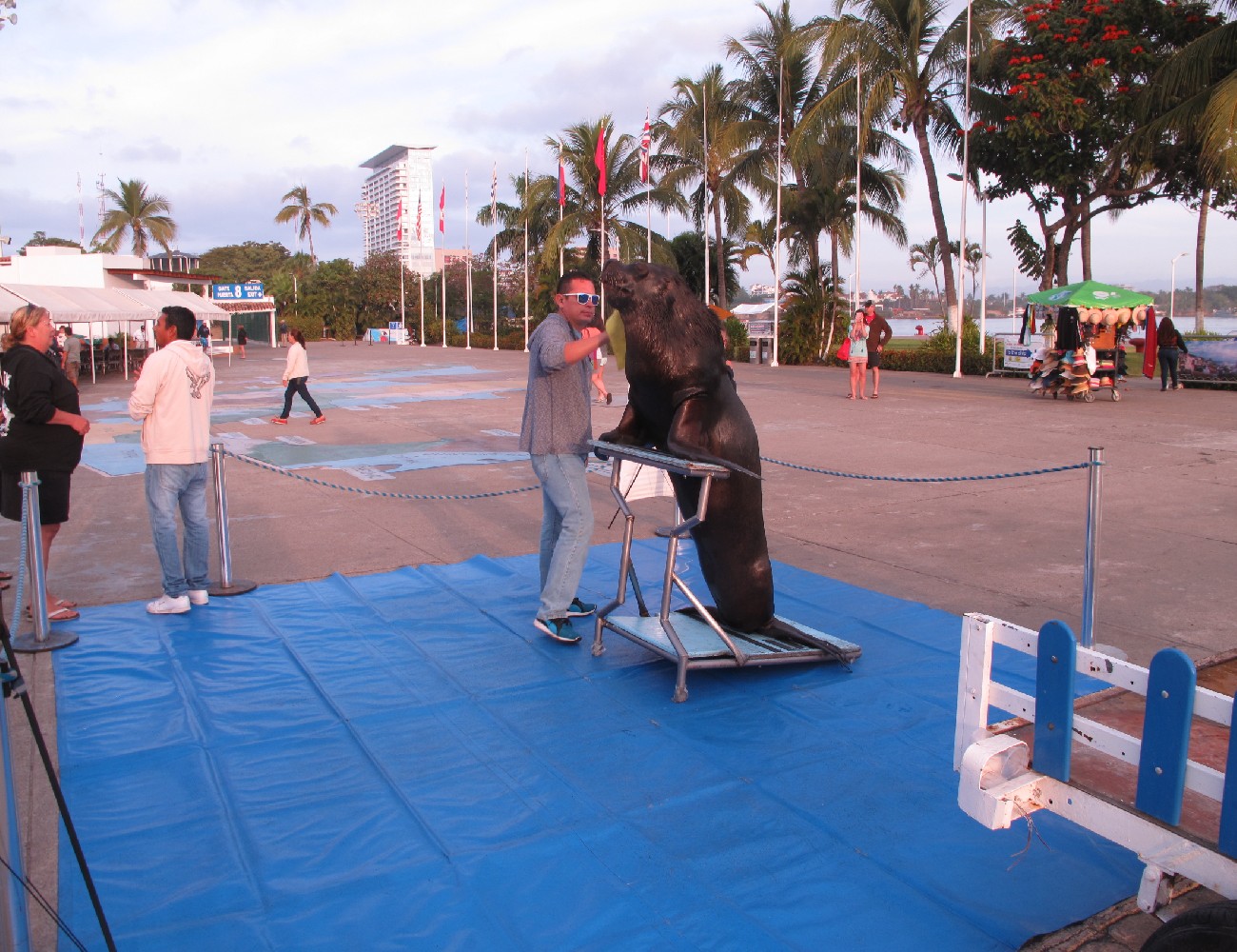 Sea Lion