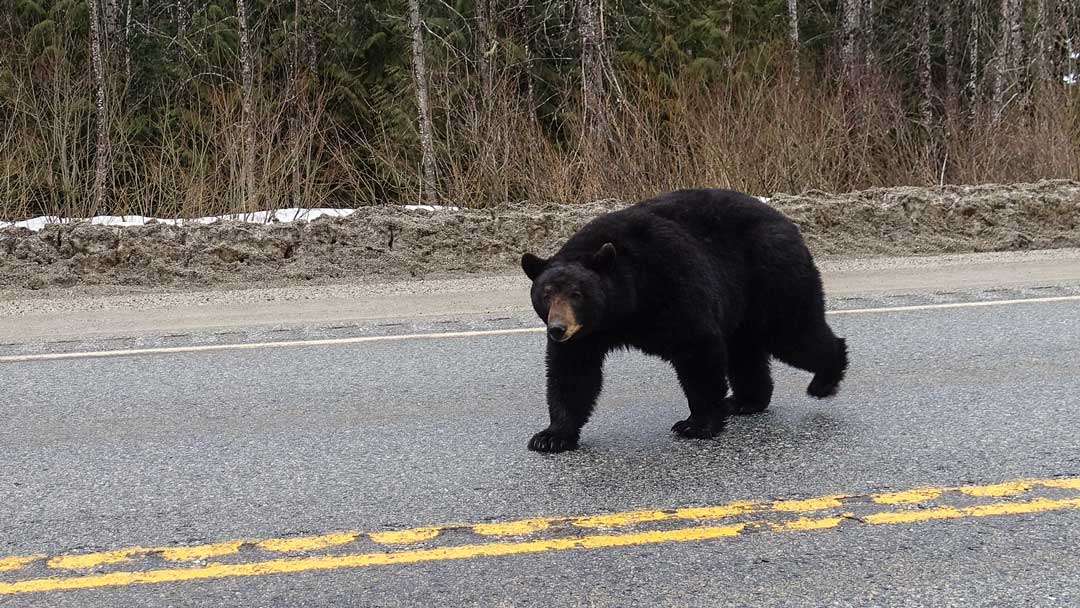 Black Bear - Explore Jasper